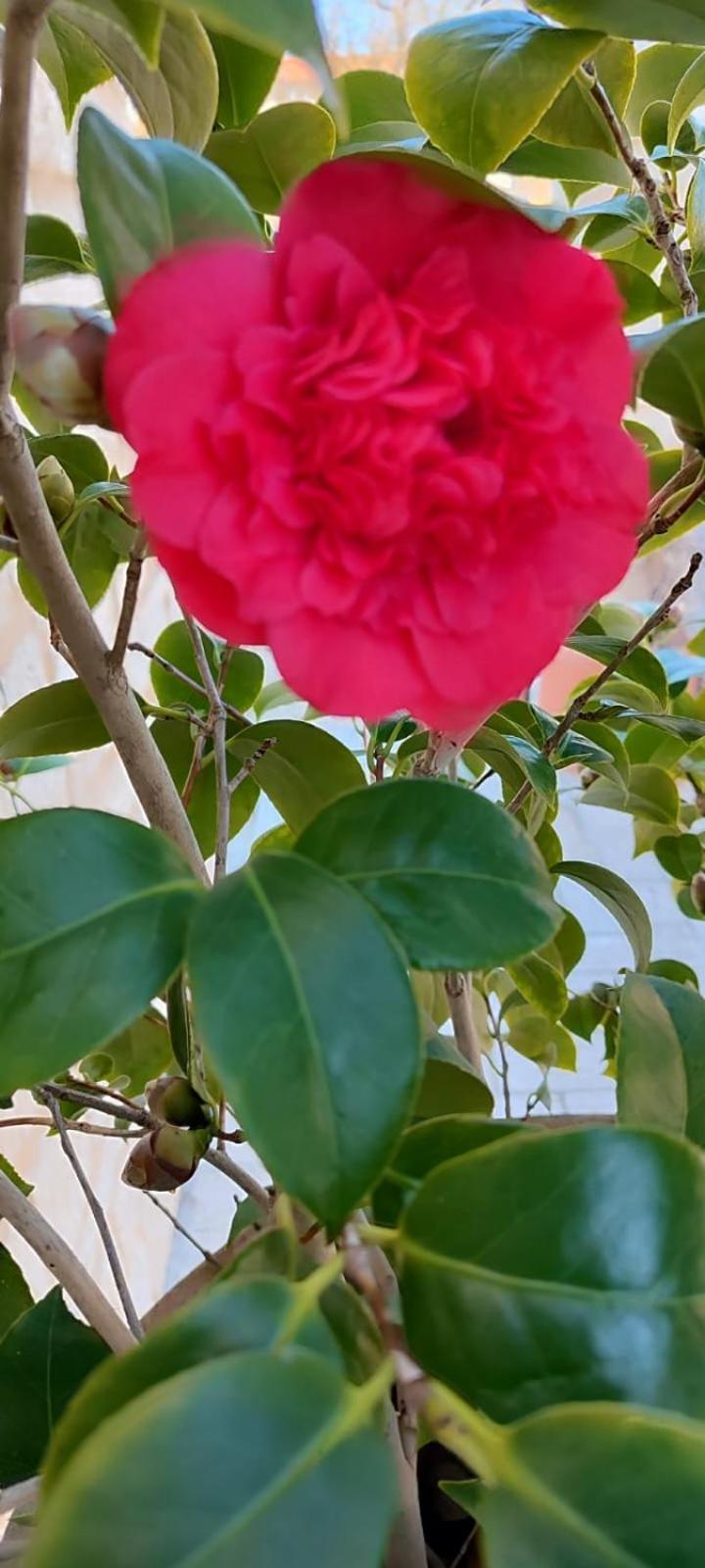 Pia'S House Garden Apartment Campobasso Bagian luar foto